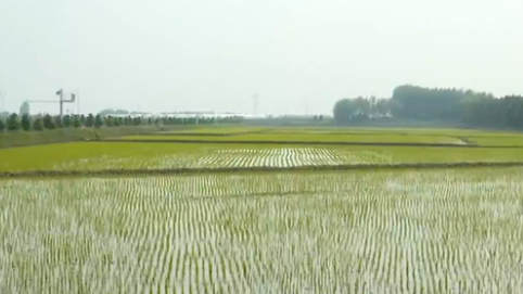 黑龍江：“稻田公園”迎賓客 農(nóng)民收入穩(wěn)增長(zhǎng)